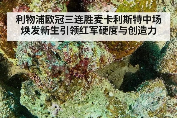 利物浦欧冠三连胜麦卡利斯特中场焕发新生引领红军硬度与创造力